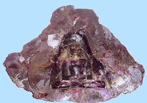 Fluorite